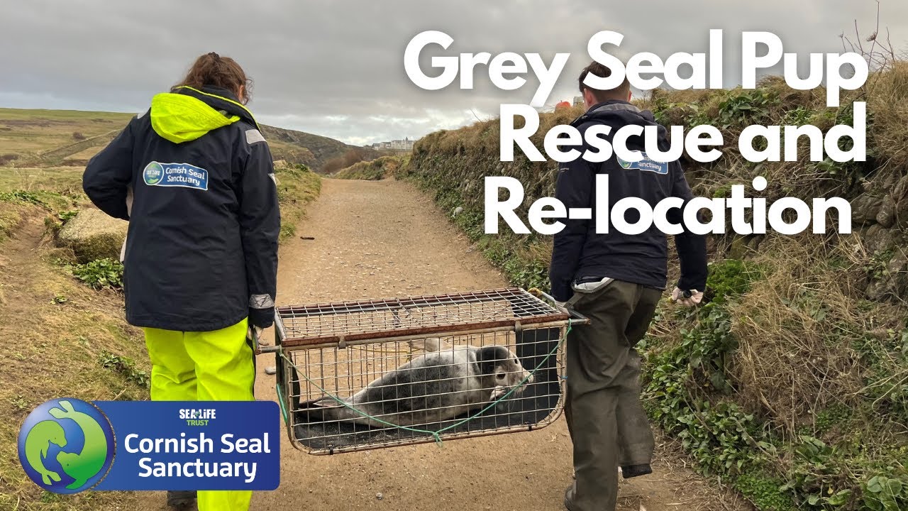 Rescue and Relocating a wild Grey Seal pup