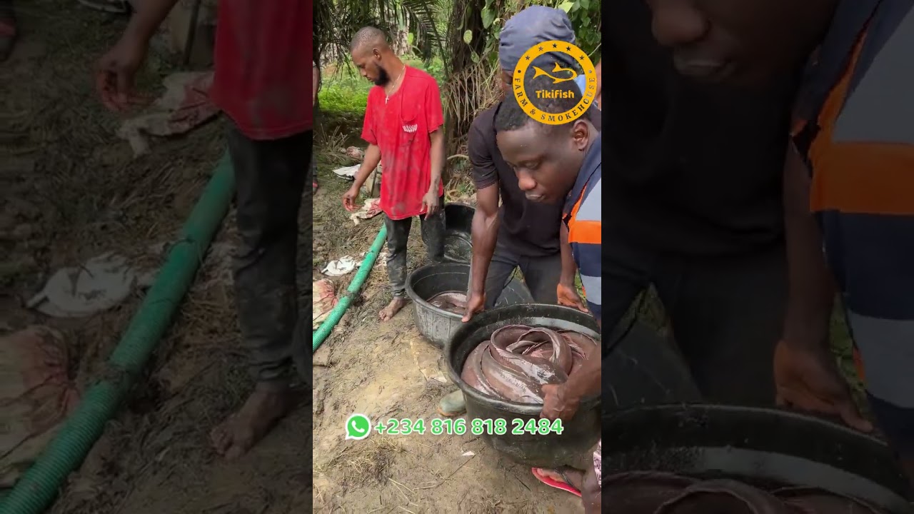 Harvesting Catfish from a 30-Ton Capacity Farm