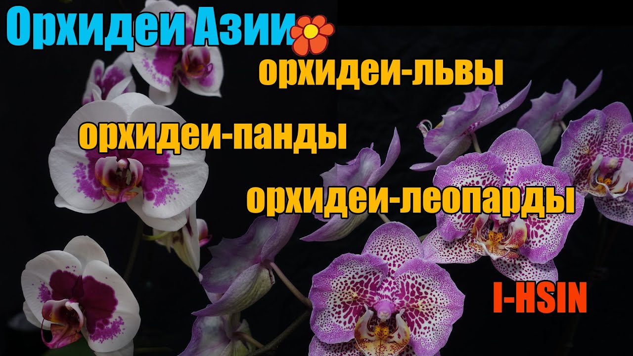 Красивейшие сорта I-Hsin в деталях