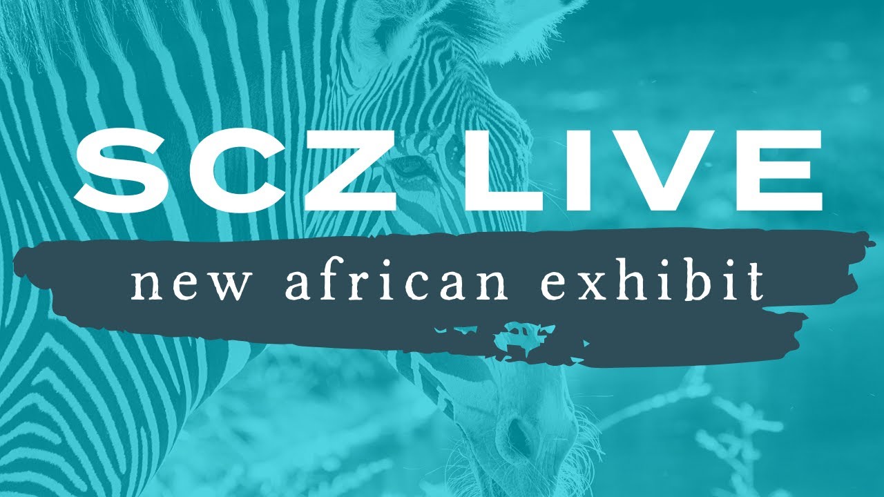 SCZ LIVE | New African Habitat