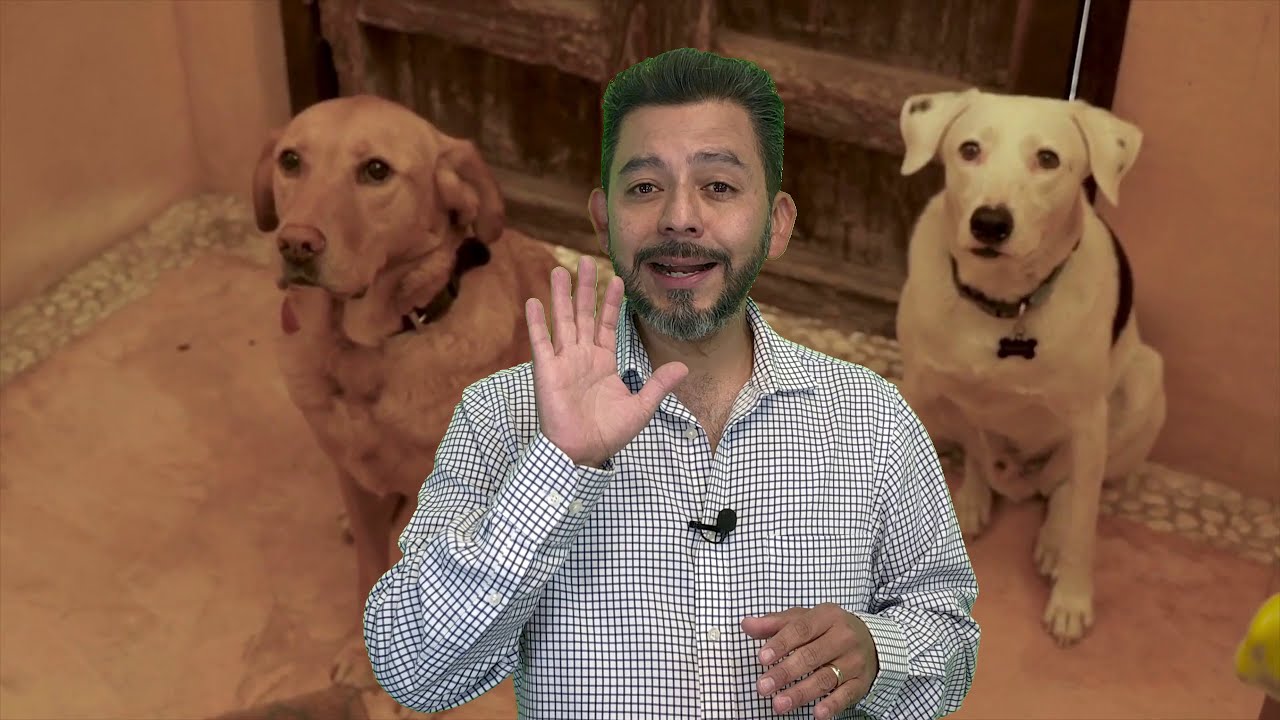 Cómo introducir, presentar un perro nuevo a la manada o a la casa