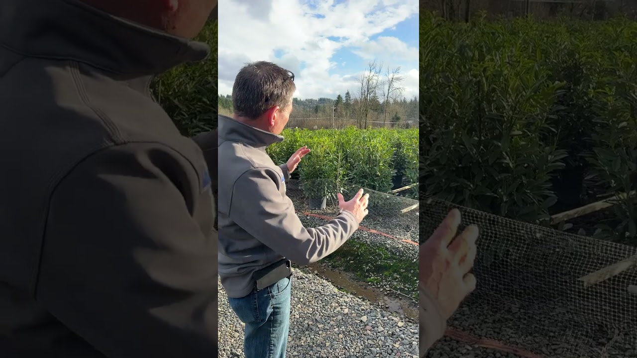 Check out our growing crop of #7 gallon Skip Laurels in Containers!