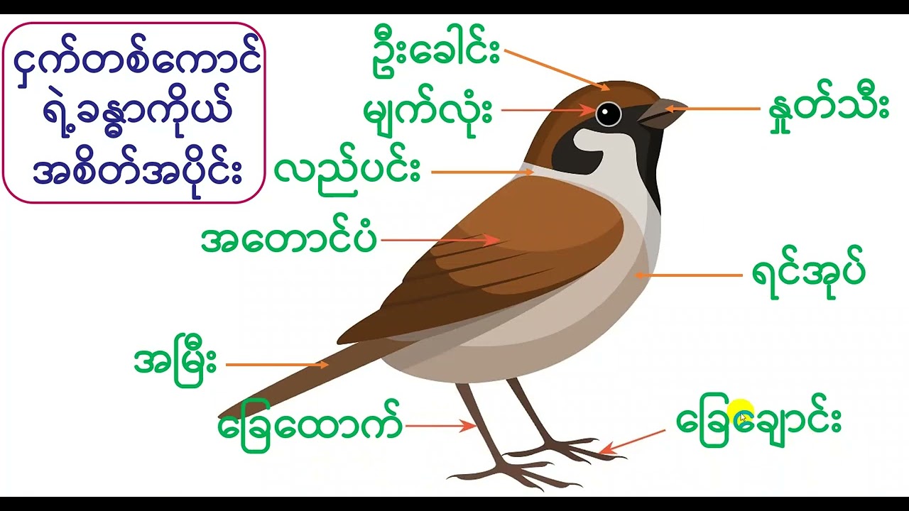 Grade-2 သိပ္ပံ ၊ အခန်း ၄၊ ငှက်များနှင့် အင်းဆက်များ၊  Forward Education Center