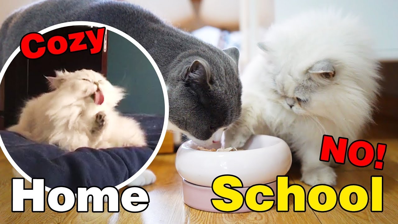 【喵來啦】獨生子在家VS在寄宿學校的區別！