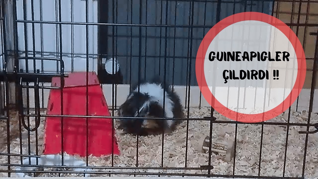 Guineapiglere Devasa Kafes Yaptım!!