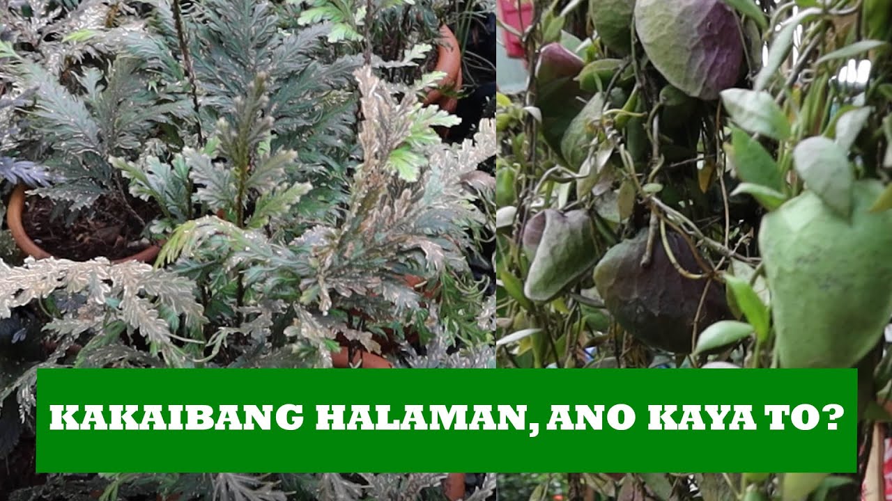 Kakaibang Halaman...Ano Kaya Ito?