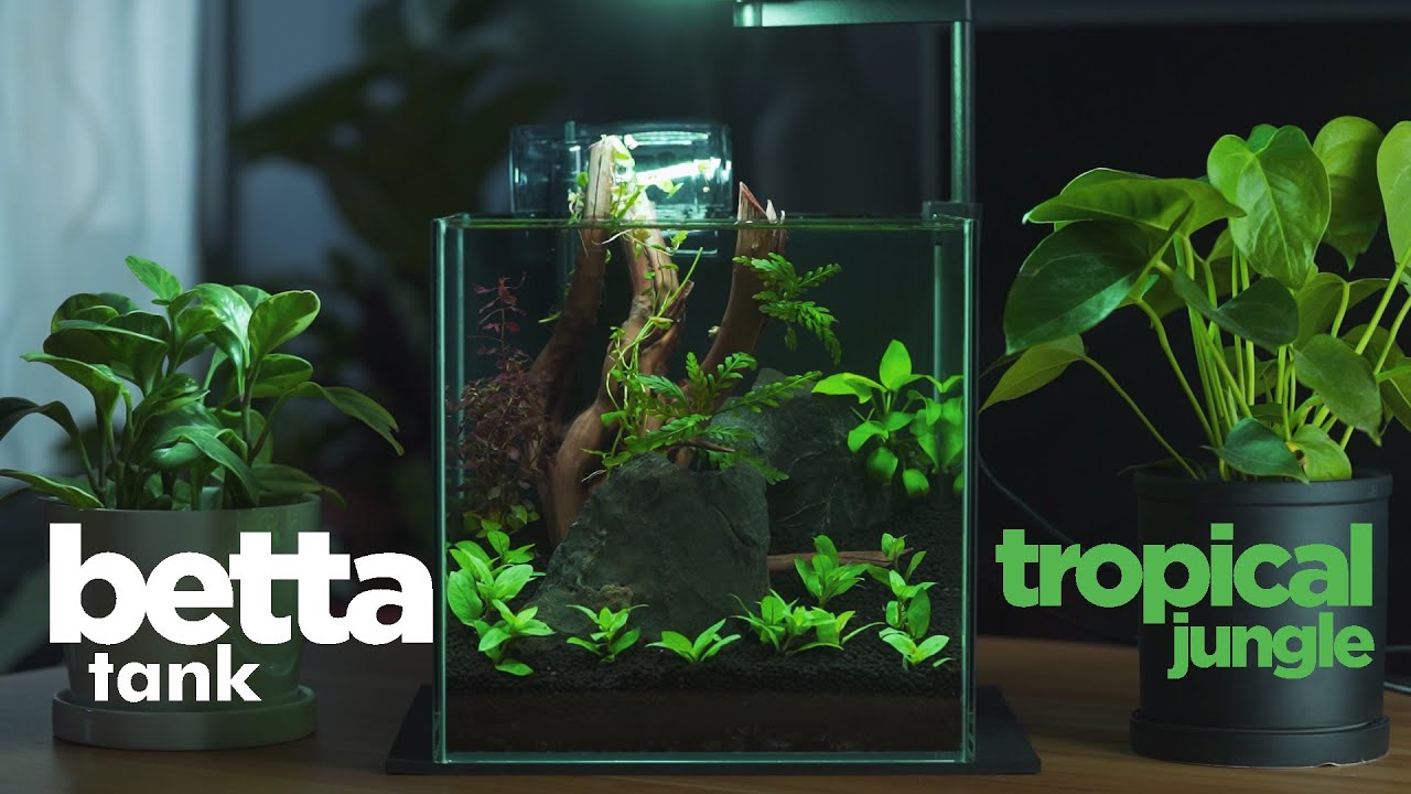 Tropical jungle style aquascape for betta (step-by-step)