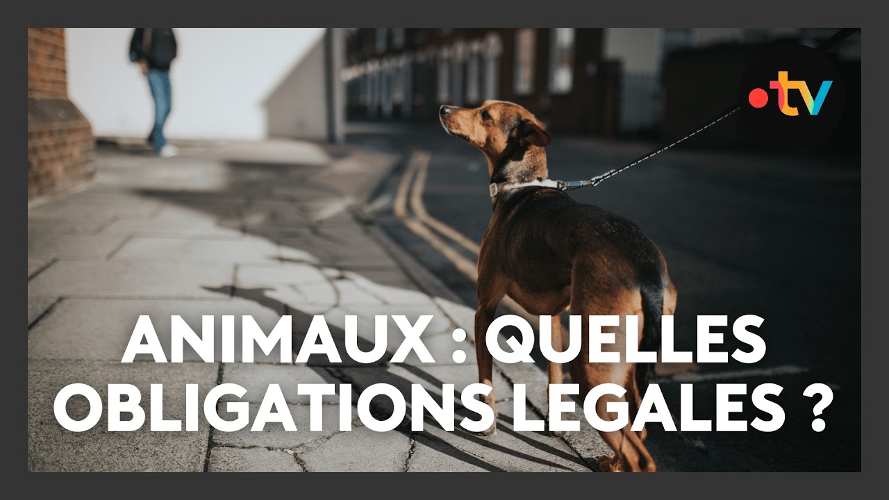 ⚖️ Chiens en ville : Laisse, muselière, lois... ce qu'il faut absolument savoir ! 🐕
