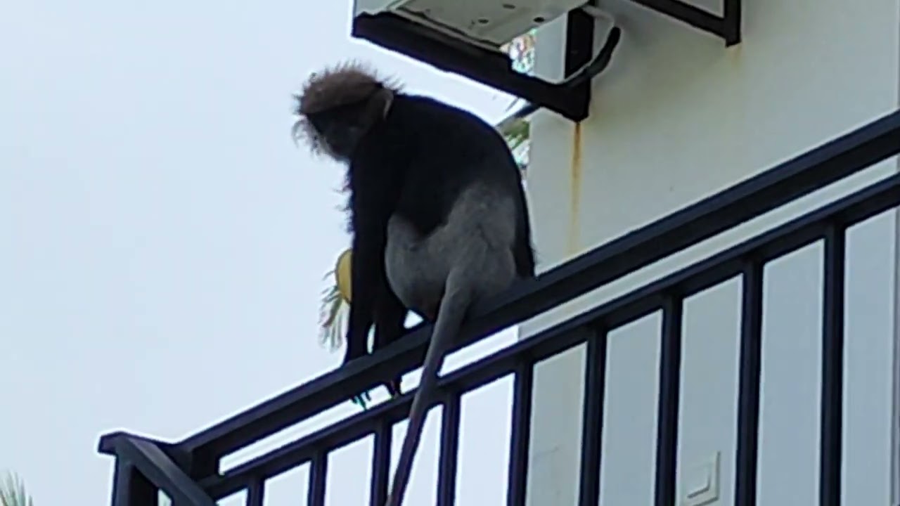 Feeding monkey...