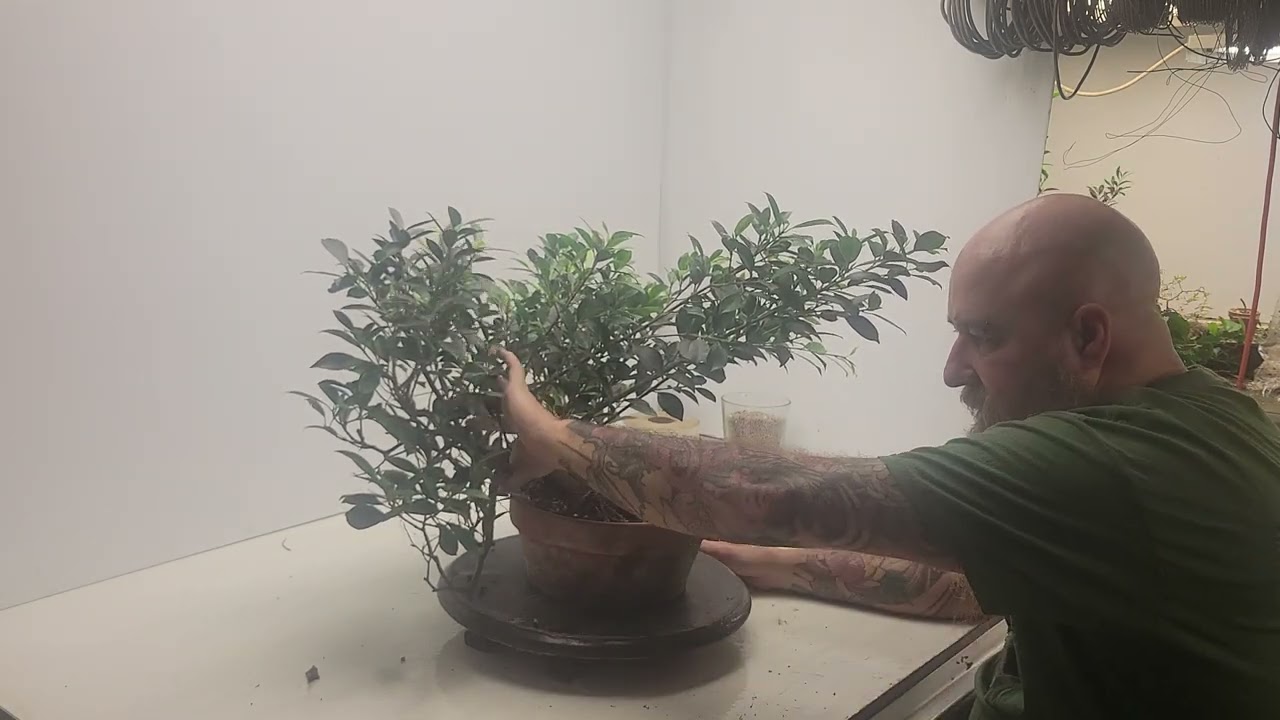 Ficus no4 et no5