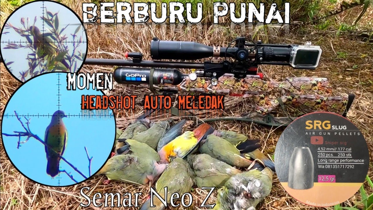 Berburu Punai Kalimantan Part ll ‼️ Unit Semar Neo Z ‼️ Auto Meledak SRG Slug 12,5gr