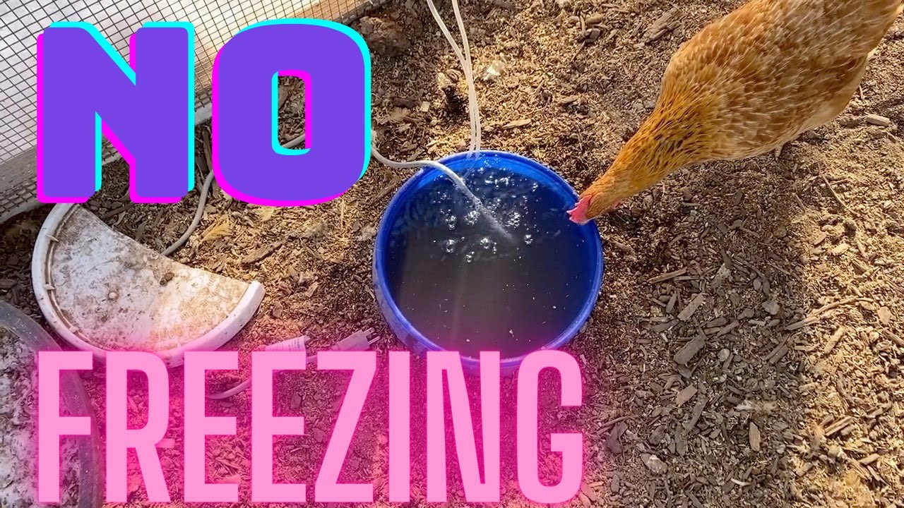 Cheap Chicken Waterer for Winter that Resist Freezing Even Off Grid