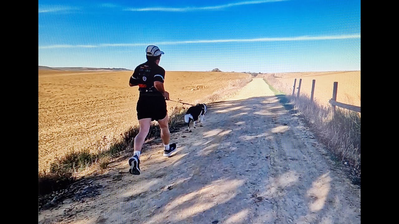 Nueva jornada de canicross con Coddy, mi Border Collie.