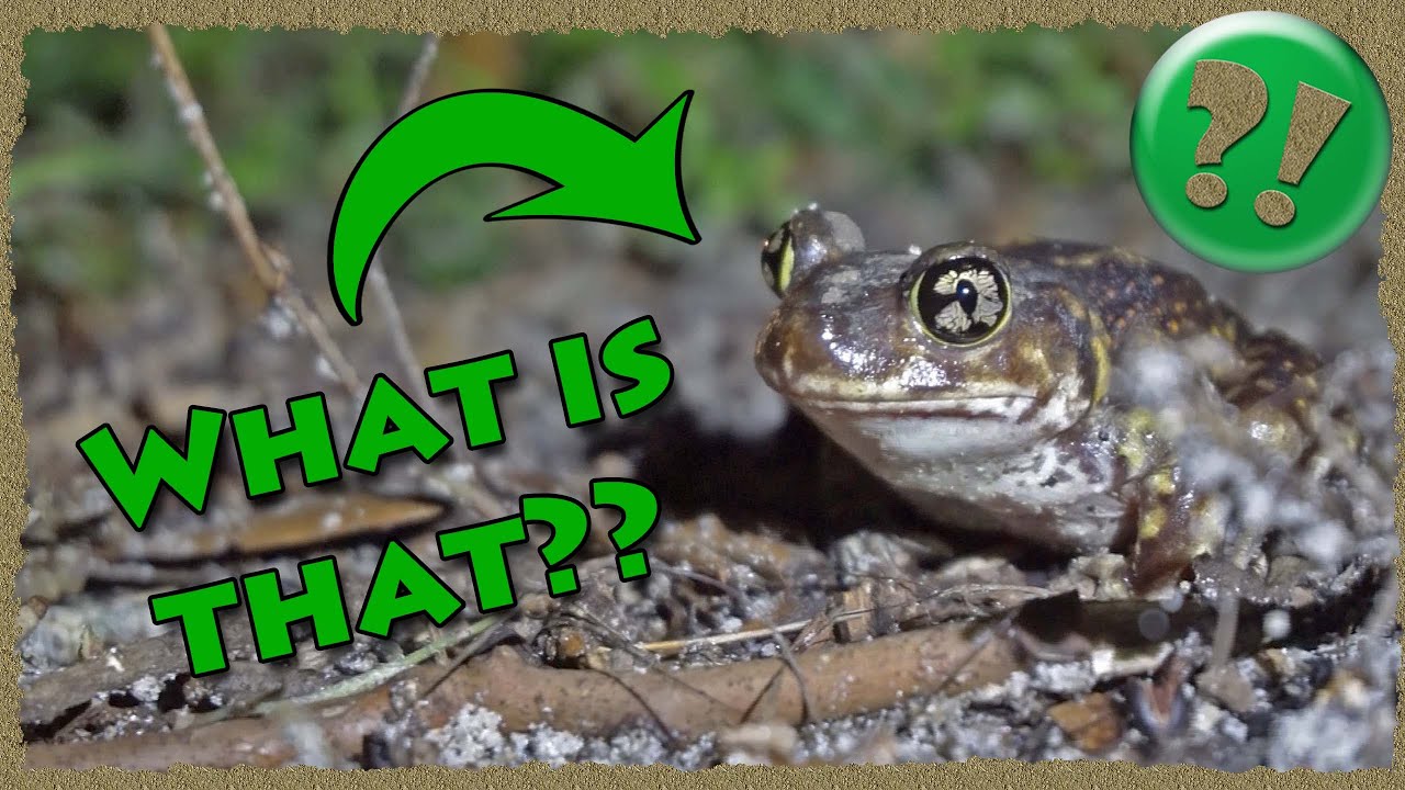 Our COOLEST toad find?? | The Eastern Spadefoot Toad!!