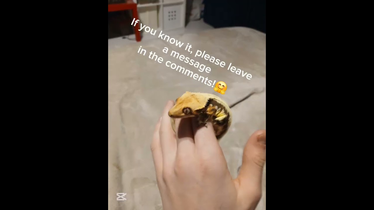 Whish grested gecko morph is this? 