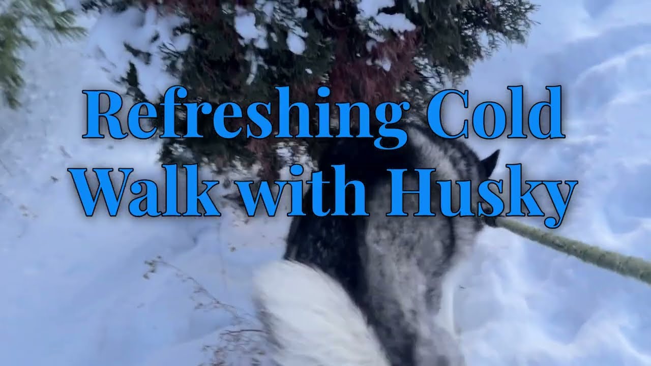 Freezing Cold Walk With Husky