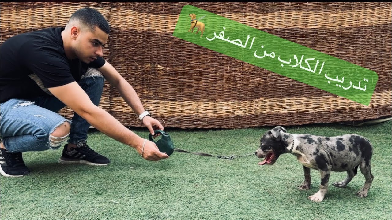 تدريب الكلب علي الطاعة من الصفر (كلب البتبول )