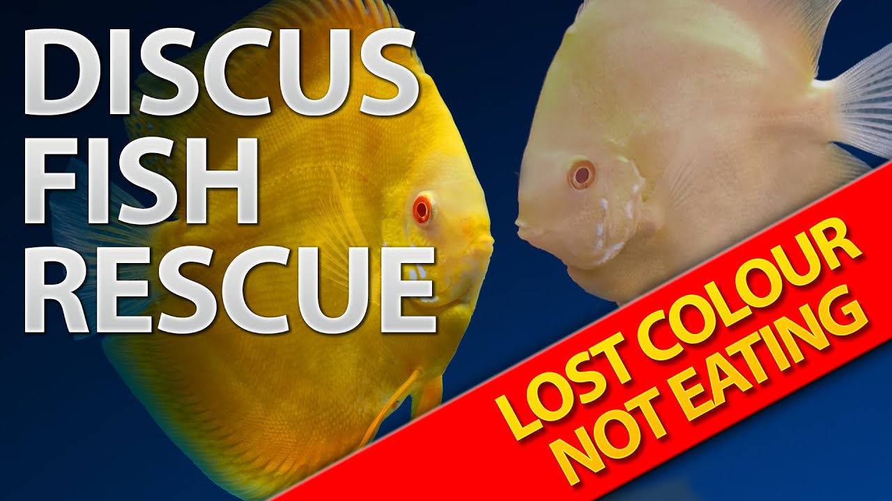 Unlock the Solution: Fixing Discus Fish Color Loss and Appetite Problems
