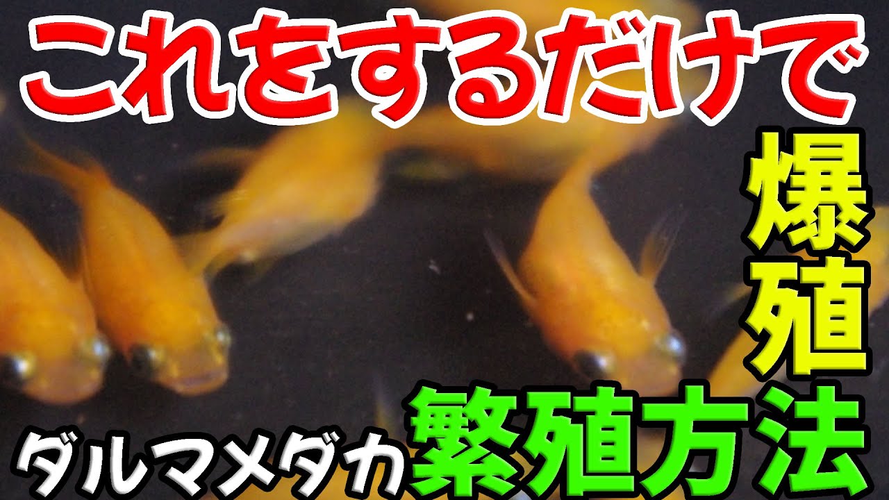 【繁殖方法】ダルマメダカの作り方とその卵・針子・稚魚の管理方法のコツ