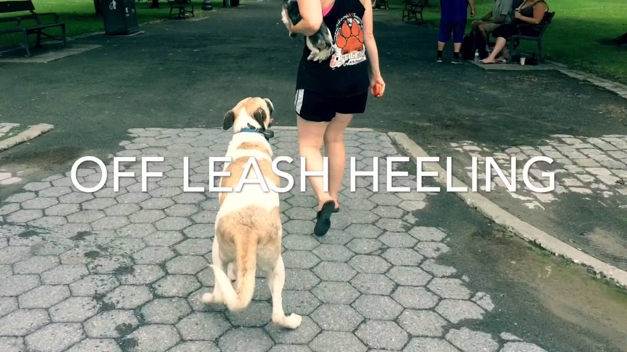 NY Dog Trainers: Anatolian Shepherd Marley with Amazing Obedience