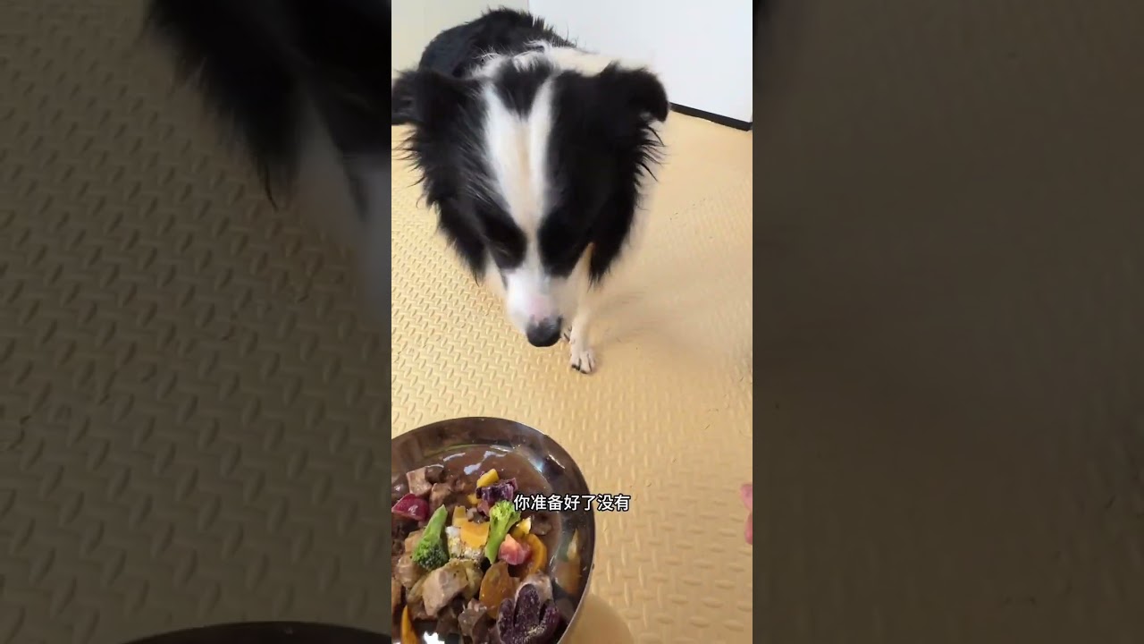 Episode 199 Daily Pet Care vlog Let s Do a Little Cleaning Today #Cute pets#Daily vlog#Dai