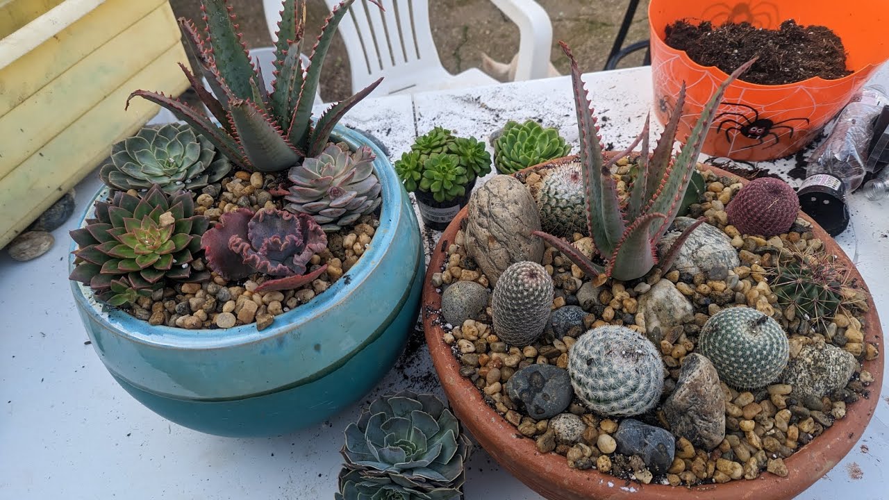 2 arreglos de suculentas y cactus.