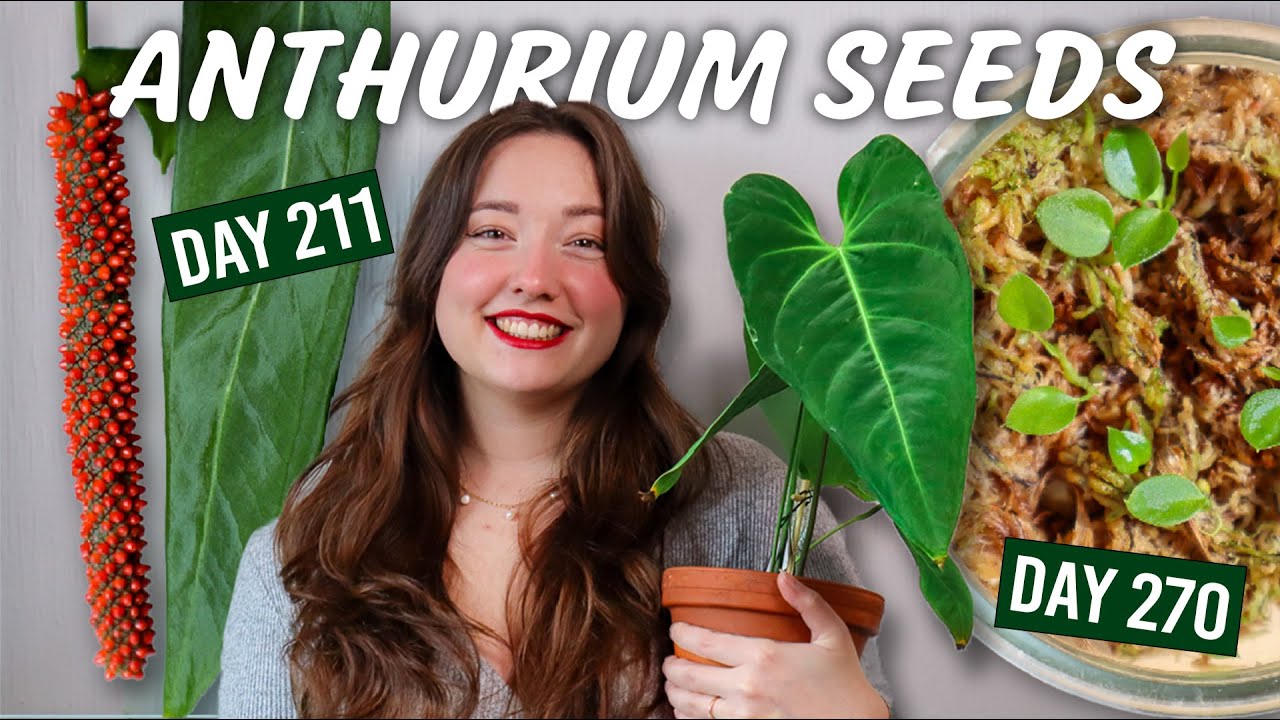 Easy Anthurium Pollination & Seeds Guide