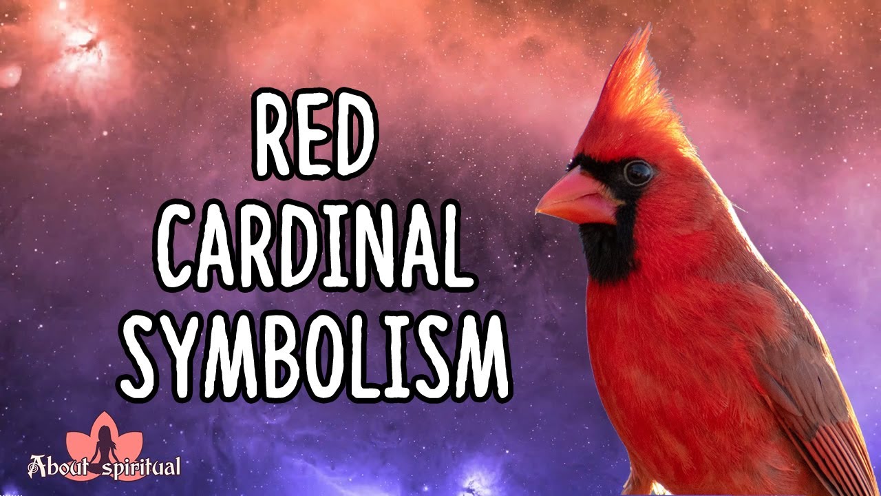 Red Cardinal Symbolism and Meaning