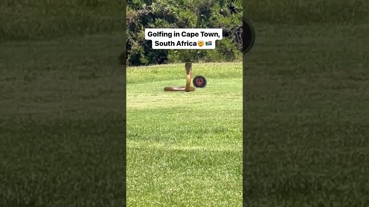 Cape Cobra on a Cape Town golf course - mongoose just behind it