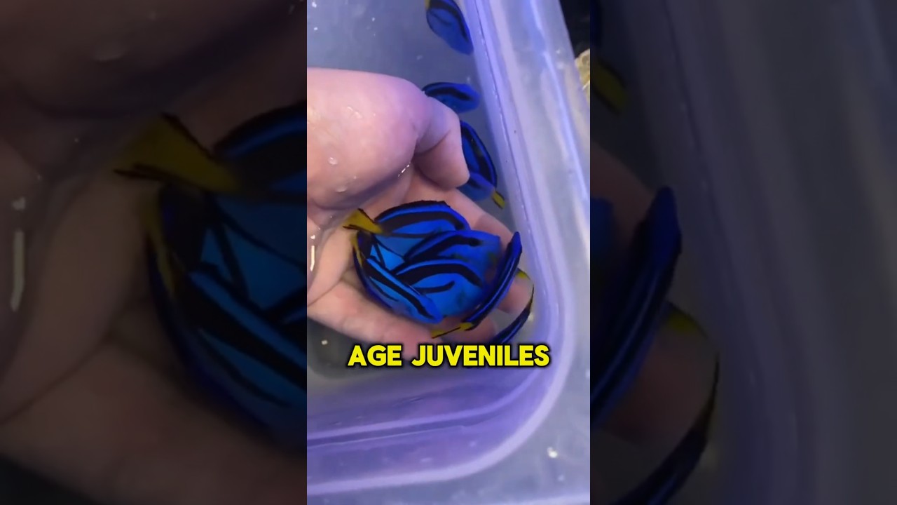 More Than Just Dory: 5 Fin-tastic Blue Tang Facts!