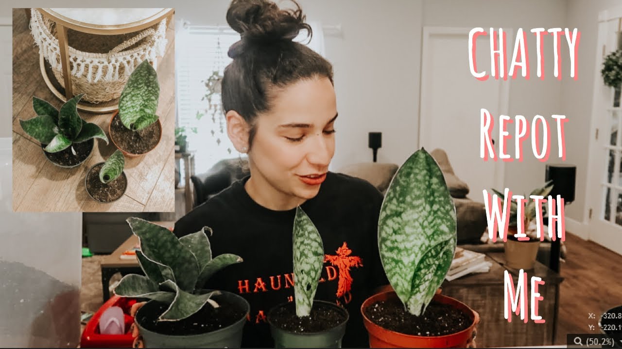 A chatty repotting of a BARGAIN Whale Fin Dracaena