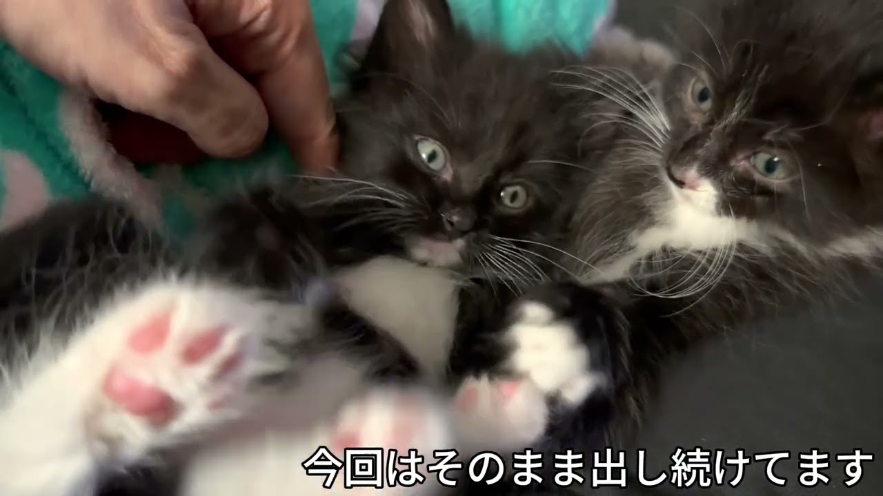 子猫３匹、親離れしていってます　①−１１