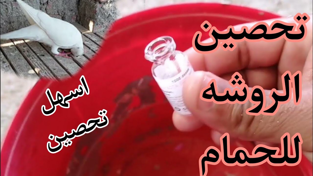 افضل طريقه تحصين الحمام ضد الروشه 🕊️🙏