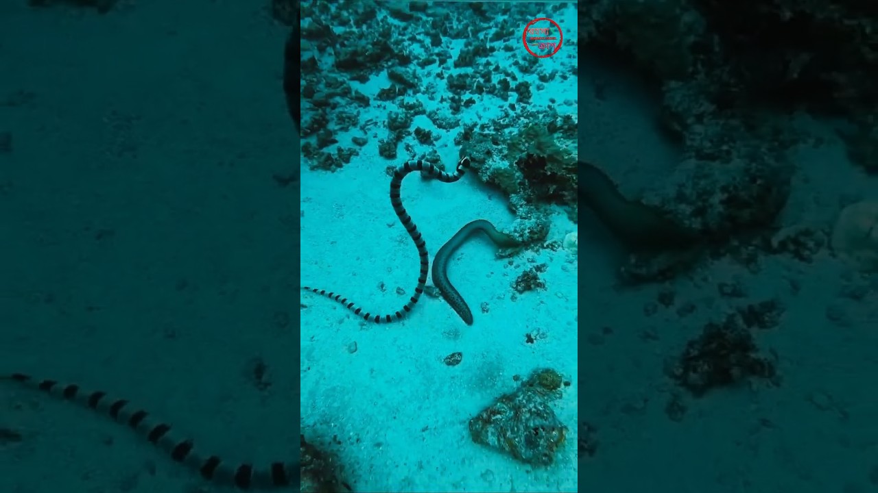 belcher's sea snake amazing facts 