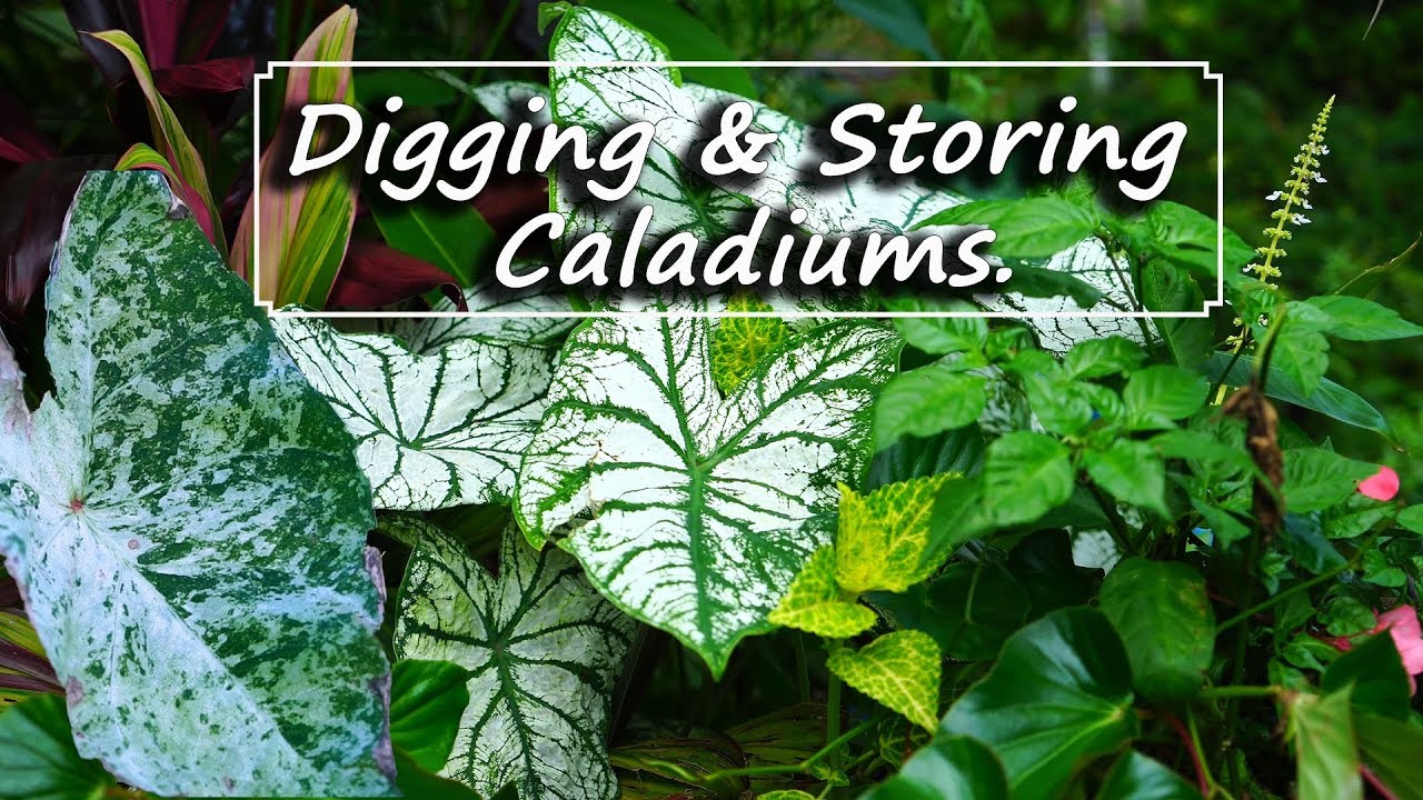 Storing Caladiums in Winter & Caladiums as Winter Houseplants?
