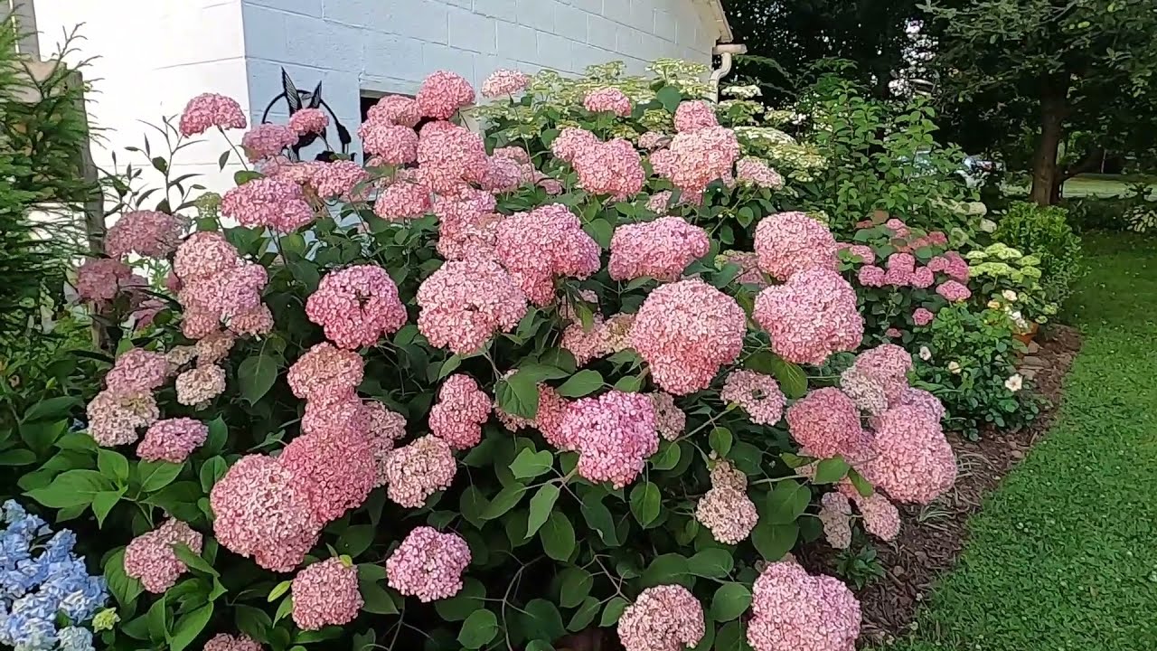 June Garden Tour // Snapdragons, Sweet Peas, Lilies, Hydrangeas //  Northlawn Flower Farm