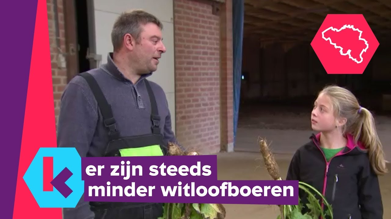 karrewietreporter Lore ging mee witloof oogsten
