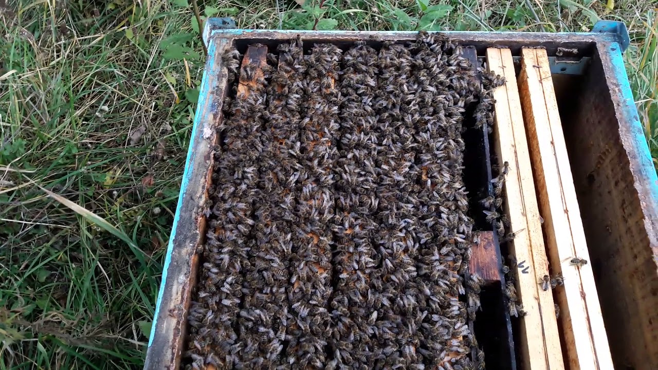 ApiGiovanni-IERNARE CARPATINA-  2017