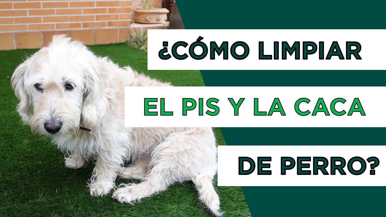 C&eacute;sped Artificial para Mascotas - Mantenimiento y ventajas