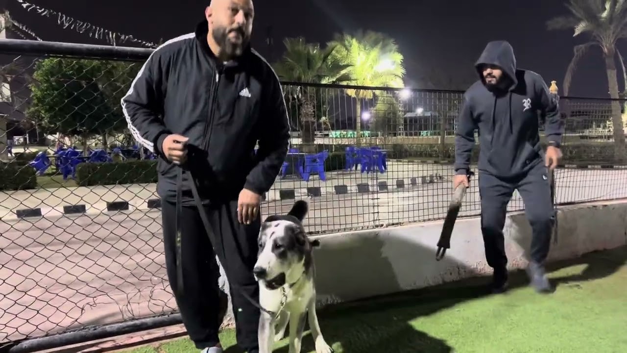 كلبك بيعضك أثناء الهجوم او حتي اللعب ؟