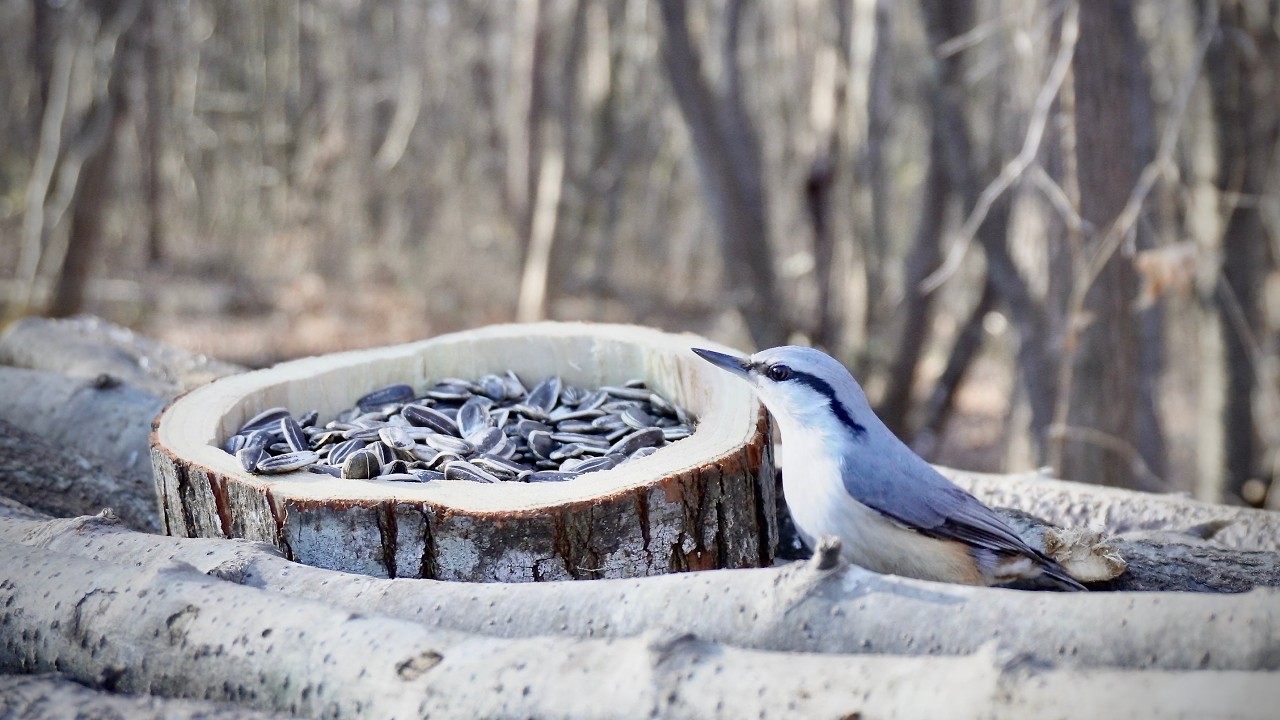 Cold Clear Morning at the Bird Feeder | Started at 8 AM, -2.2°C / 28.0°F