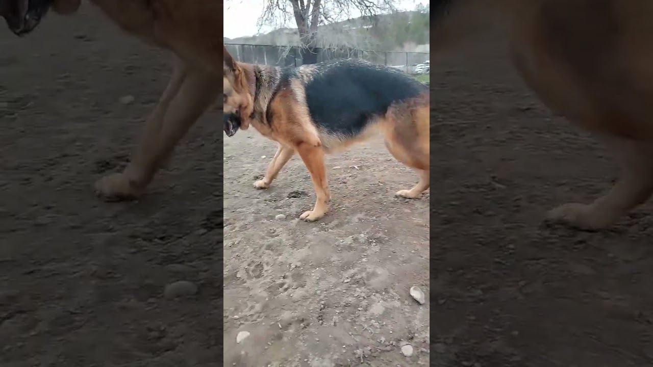 German Shepherds at play.