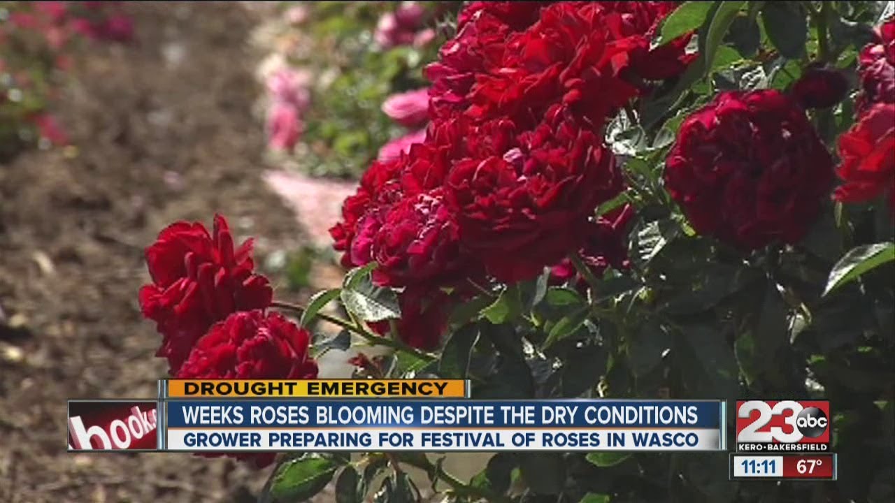 Weeks Roses have flowers blooming despite the dry conditions