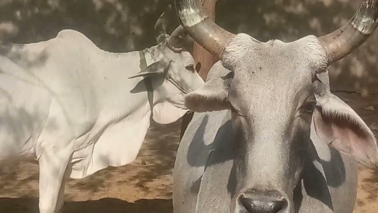 Powerful Ox 🐂 Following Cow 🐮 ❤️ | Village Love Story with Girl Voice