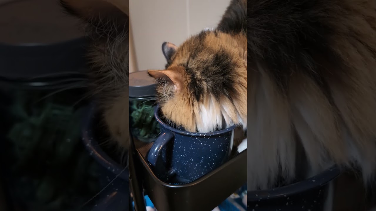 New cat wall arrangement over my desk 🖥️