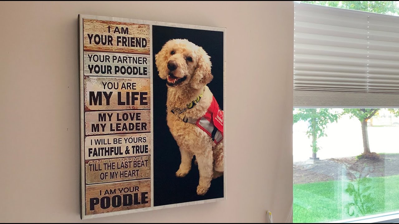 More than just a service dog