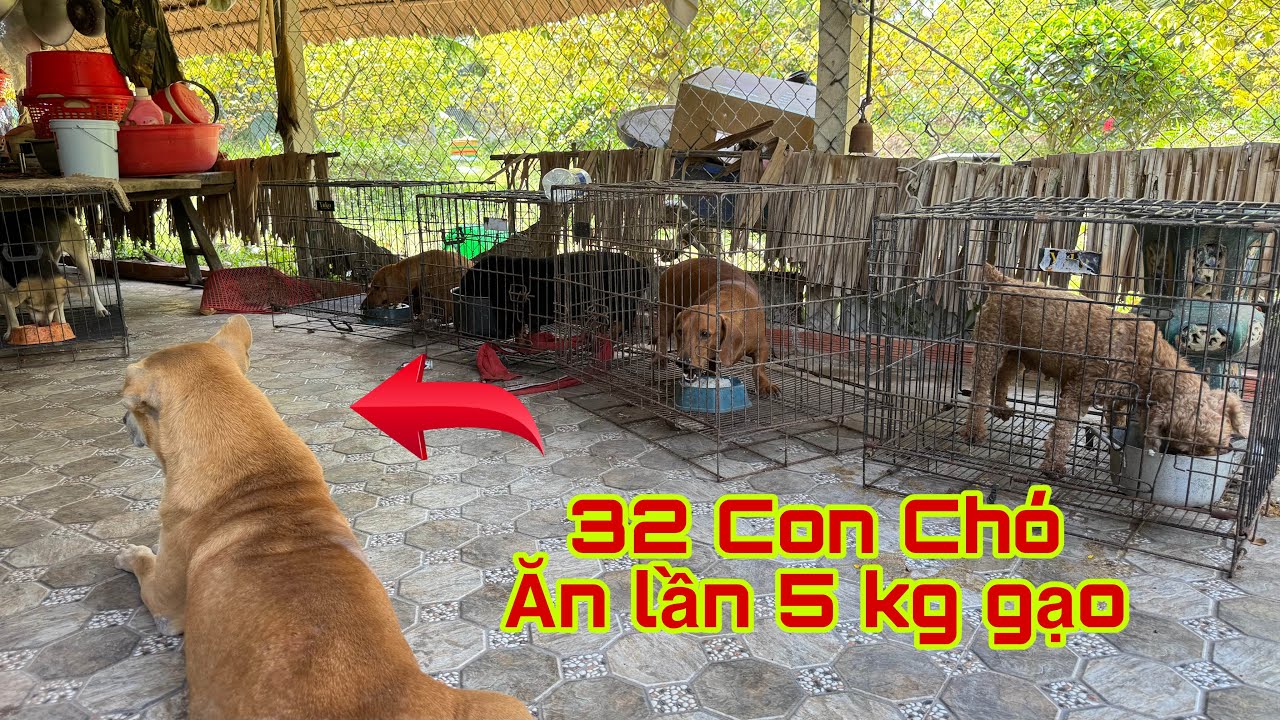 32 Con Chó.. Ăn 1 lần 5 kg gạo…Chó nhà nuôi