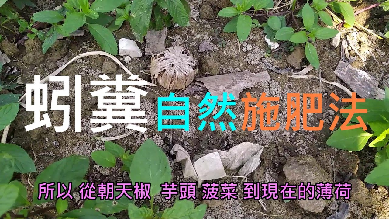 [我的友善自然農法]08_1 蚓糞自然施肥法 其實做了許多不同嘗試 在不同環境 試圖控制蚯蚓的活動 成功與否 見仁見智  但拍不到蚯蚓的真正活動 只能由蚓糞來判斷可行否 ....
