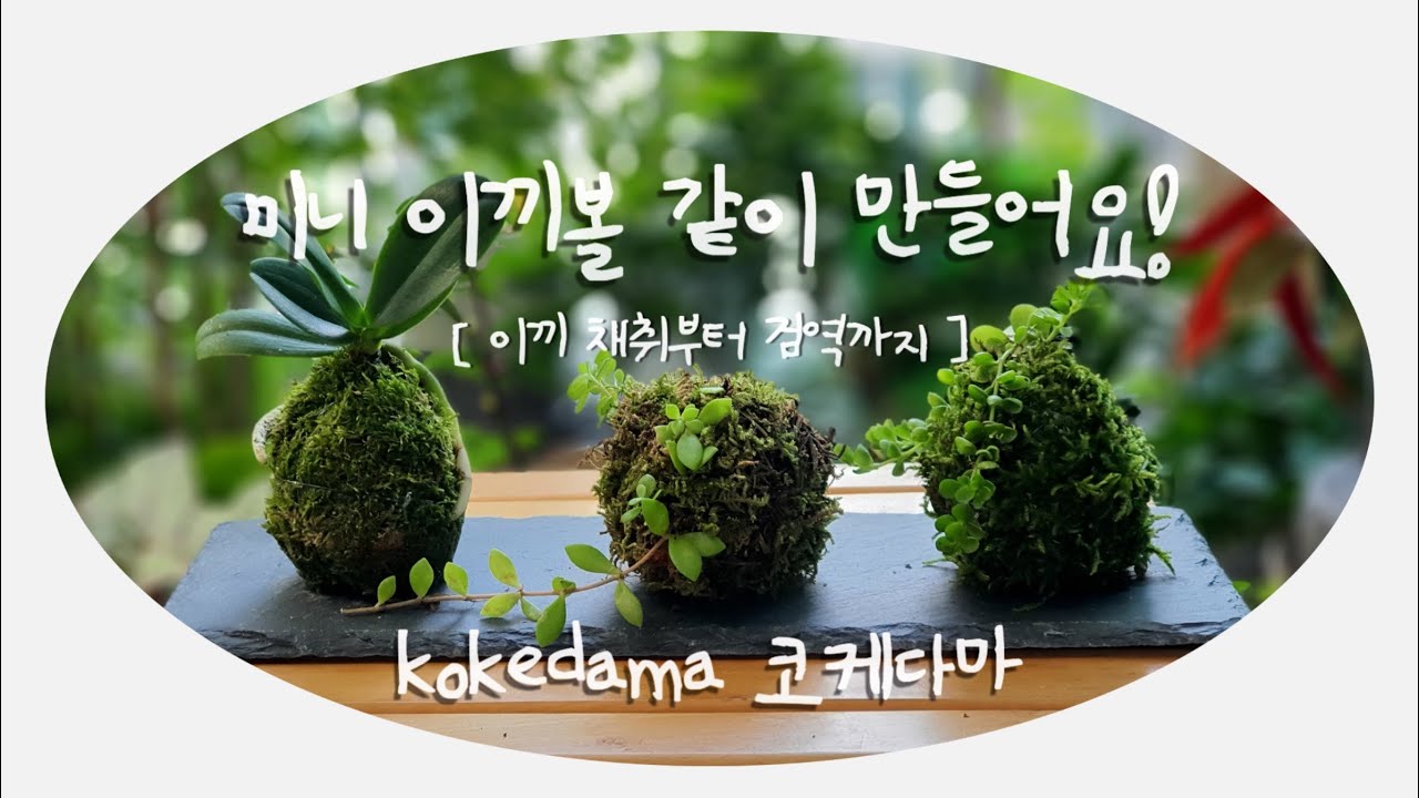 🌿미니 이끼볼 만들기🌿 | 이끼채취ㅣ코케다마