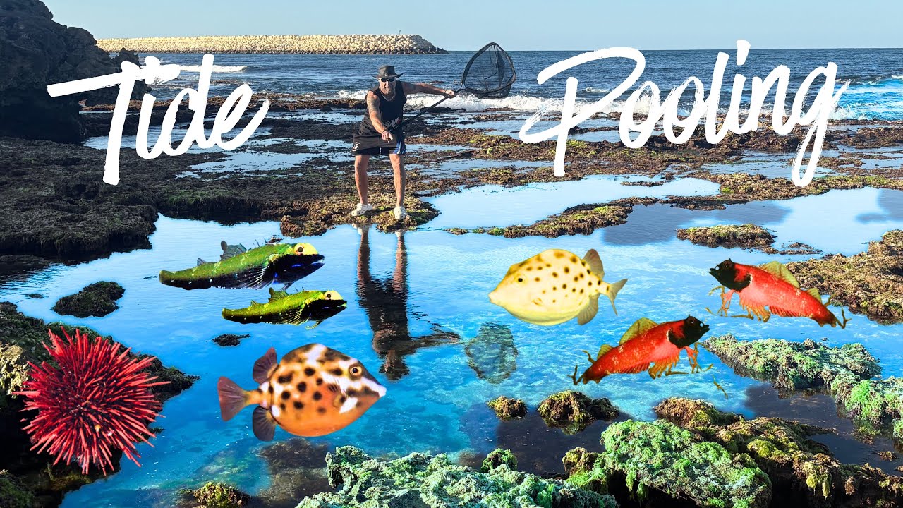 Catching SALTWATER Aquarium FISH at ULTRA LOW TIDE 